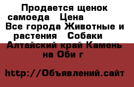 Продается щенок самоеда › Цена ­ 15 000 - Все города Животные и растения » Собаки   . Алтайский край,Камень-на-Оби г.